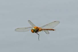 Attēlu rezultāti vaicājumam “Aeshna isoceles”