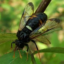 Attēlu rezultāti vaicājumam “Cimbex femoratus imago”