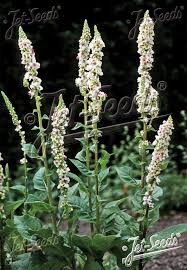 Image result for Verbascum nigrum