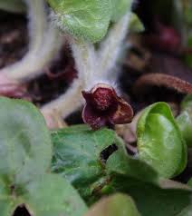 Attēlu rezultāti vaicājumam “Asarum europaeum flower”