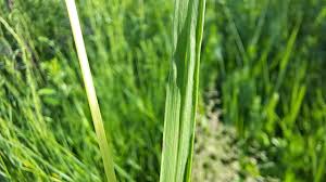 Attēlu rezultāti vaicājumam “Poa trivialis leaf”