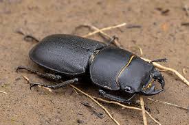 Attēlu rezultāti vaicājumam “Dorcus parallelopipedus”