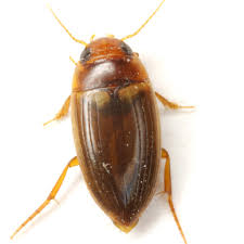 Attēlu rezultāti vaicājumam “Dytiscidae”