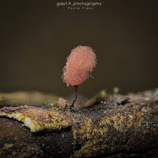 Attēlu rezultāti vaicājumam “Arcyria denudata spores”