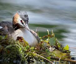 Attēlu rezultāti vaicājumam “Podiceps cristatus nest”