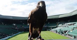 Image result for Wimbledon Hawks