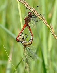Attēlu rezultāti vaicājumam “Sympetrum sanguineum male”
