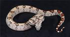 Red Tailed Boa    000   Sandfire Dragon Ranch