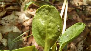 Attēlu rezultāti vaicājumam “Pyrola minor leaf”