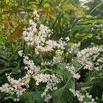 Attēlu rezultāti vaicājumam “Reynoutria sachalinensis flower”