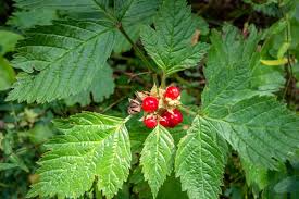 Attēlu rezultāti vaicājumam “Rubus saxatilis leaf”
