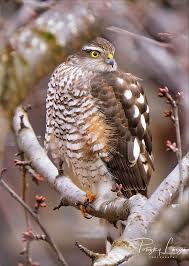 Attēlu rezultāti vaicājumam “Accipiter nisus female”