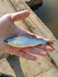 Image result for Rutilus heckelii