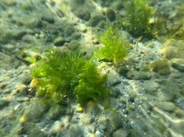 Attēlu rezultāti vaicājumam “Najas flexilis”