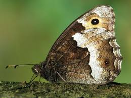 Attēlu rezultāti vaicājumam “Hipparchia alcyone underside”