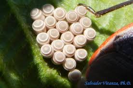 Attēlu rezultāti vaicājumam “Pentatomidae eggs”