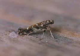 Attēlu rezultāti vaicājumam “Gracillaria syringella larva”