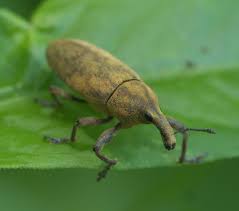 Attēlu rezultāti vaicājumam “Lixus iridis”