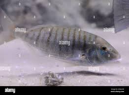 Image result for Lithognathus mormyrus