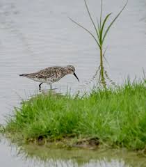 Attēlu rezultāti vaicājumam “Calidris ferruginea adult”