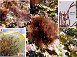 Attēlu rezultāti vaicājumam “Ceramium sp.”