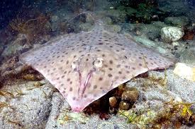 Image result for Dipturus laevis