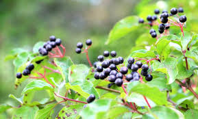 Attēlu rezultāti vaicājumam “Cornus sanguinea fruit”