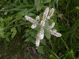 Attēlu rezultāti vaicājumam “Mentha longifolia”