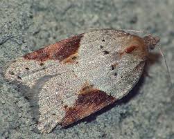 Attēlu rezultāti vaicājumam “Acleris laterana”