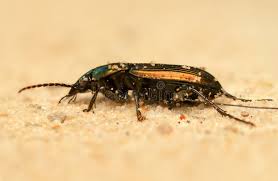 Attēlu rezultāti vaicājumam “Poecilus cupreus”