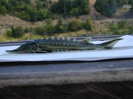 Image result for Acipenser medirostris