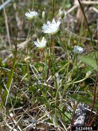 Attēlu rezultāti vaicājumam “Stellaria crassifolia”