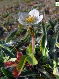 Attēlu rezultāti vaicājumam “Fragaria viridis flower”
