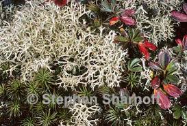 Attēlu rezultāti vaicājumam “Cladonia mitis”