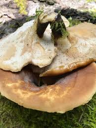 Attēlu rezultāti vaicājumam “Polyporus varius”
