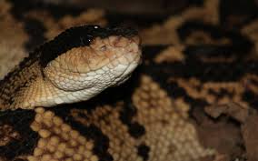 Attēlu rezultāti vaicājumam “Cephaloziella elachista macro”