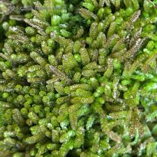 Attēlu rezultāti vaicājumam “Cephalozia bicuspidata”