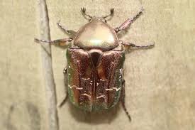 Attēlu rezultāti vaicājumam “Potosia cuprea imago”