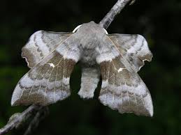 Attēlu rezultāti vaicājumam “Laothoe populi”