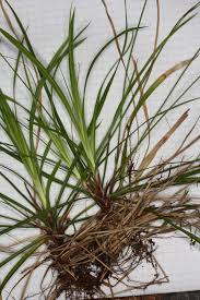 Attēlu rezultāti vaicājumam “Carex digitata leaf”