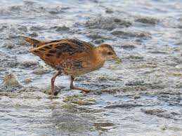 Image result for Porzana parva