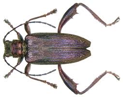 Attēlu rezultāti vaicājumam “Donacia”