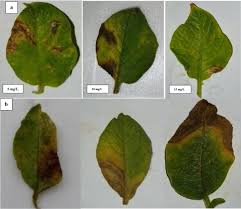 Attēlu rezultāti vaicājumam “Solanum tuberosum leaf”