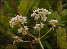 Image result for Pimpinella saxifraga