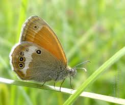 Attēlu rezultāti vaicājumam “Coenonympha arcania underside”