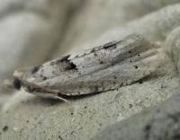 Attēlu rezultāti vaicājumam “Epinotia bilunana”