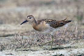 Attēlu rezultāti vaicājumam “Philomachus pugnax”