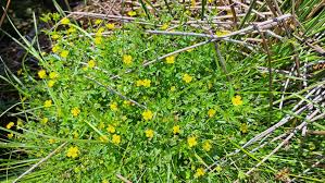 Image result for Potentilla erecta