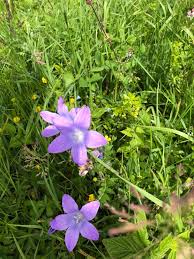 Attēlu rezultāti vaicājumam “Campanula patula”
