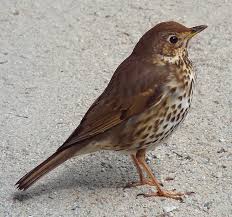 Attēlu rezultāti vaicājumam “Turdus philomelos adult”